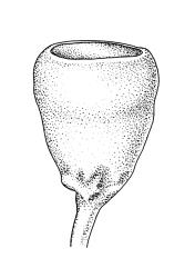 Physcomitrium pyriforme, capsule, dry. Drawn from K.W. Allison 1548, CHR 578040, and B.H. Macmillan 85/26, CHR 348065.
 Image: R.C. Wagstaff © Landcare Research 2019 CC BY 3.0 NZ